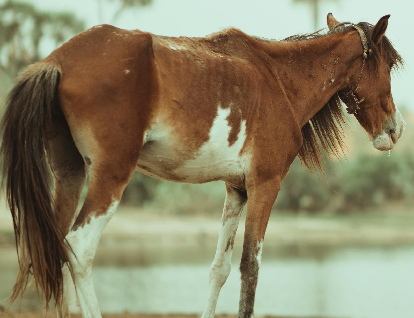 African Horse Sickness (AHS) affected horse