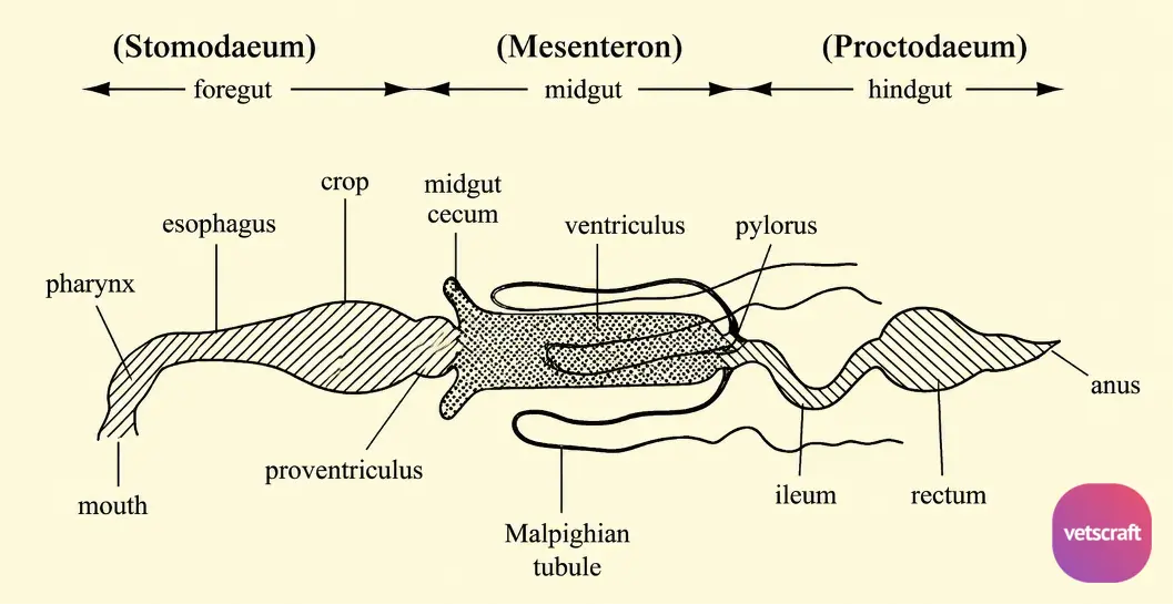 Alimentary Canal (Digestive System) of Insects