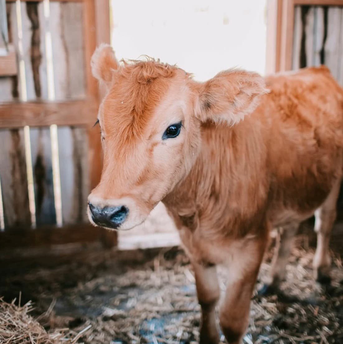 Alkaline Indigestion or Alkalosis in a calf (cattle calf)