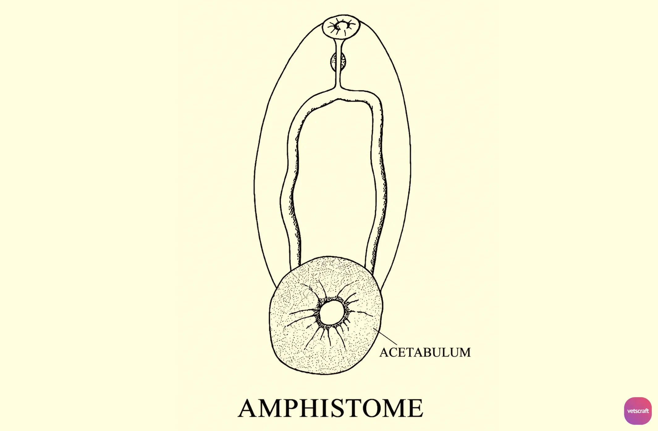 Amphistomes (Rumen Flukes)