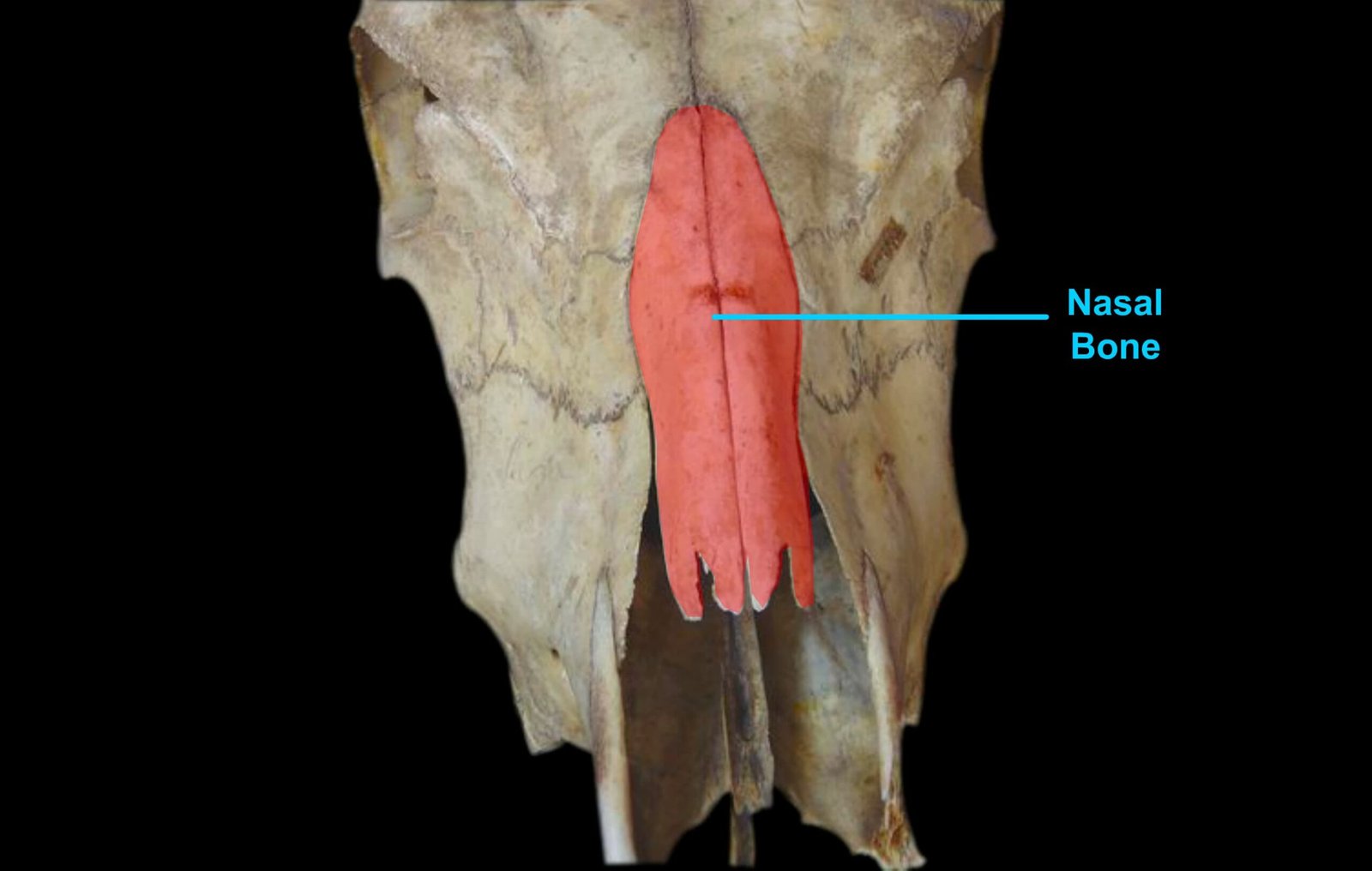 Anatomy of the Nasal Bone in Ox (Dorsal View)
