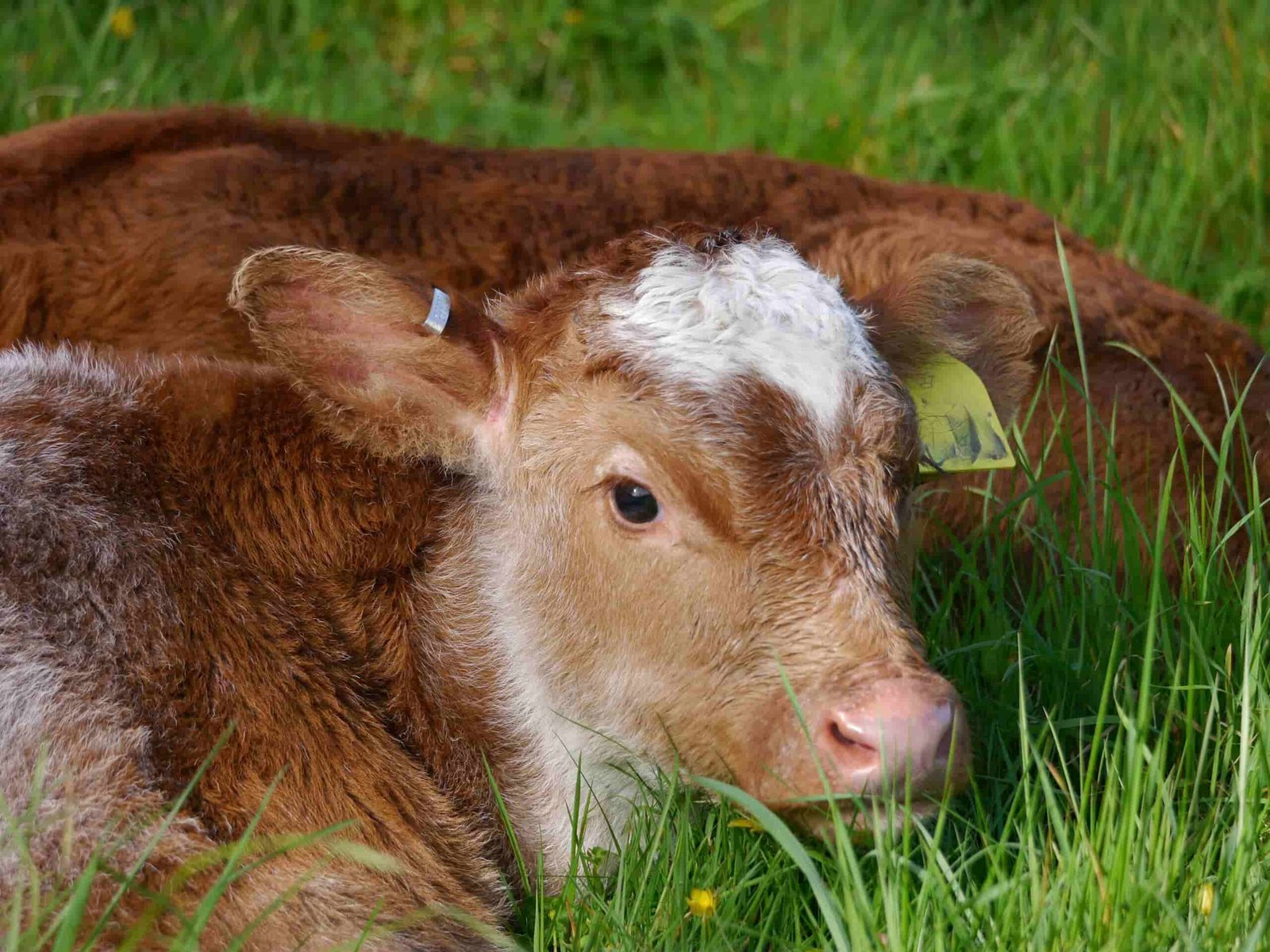 Anomalies of the Trunk in a Calf