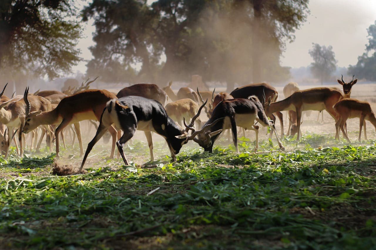 Antelopes and Blackbucks