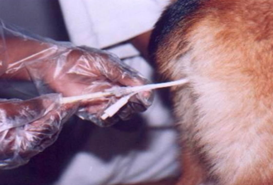 Artificial Insemination (AI) in Dogs