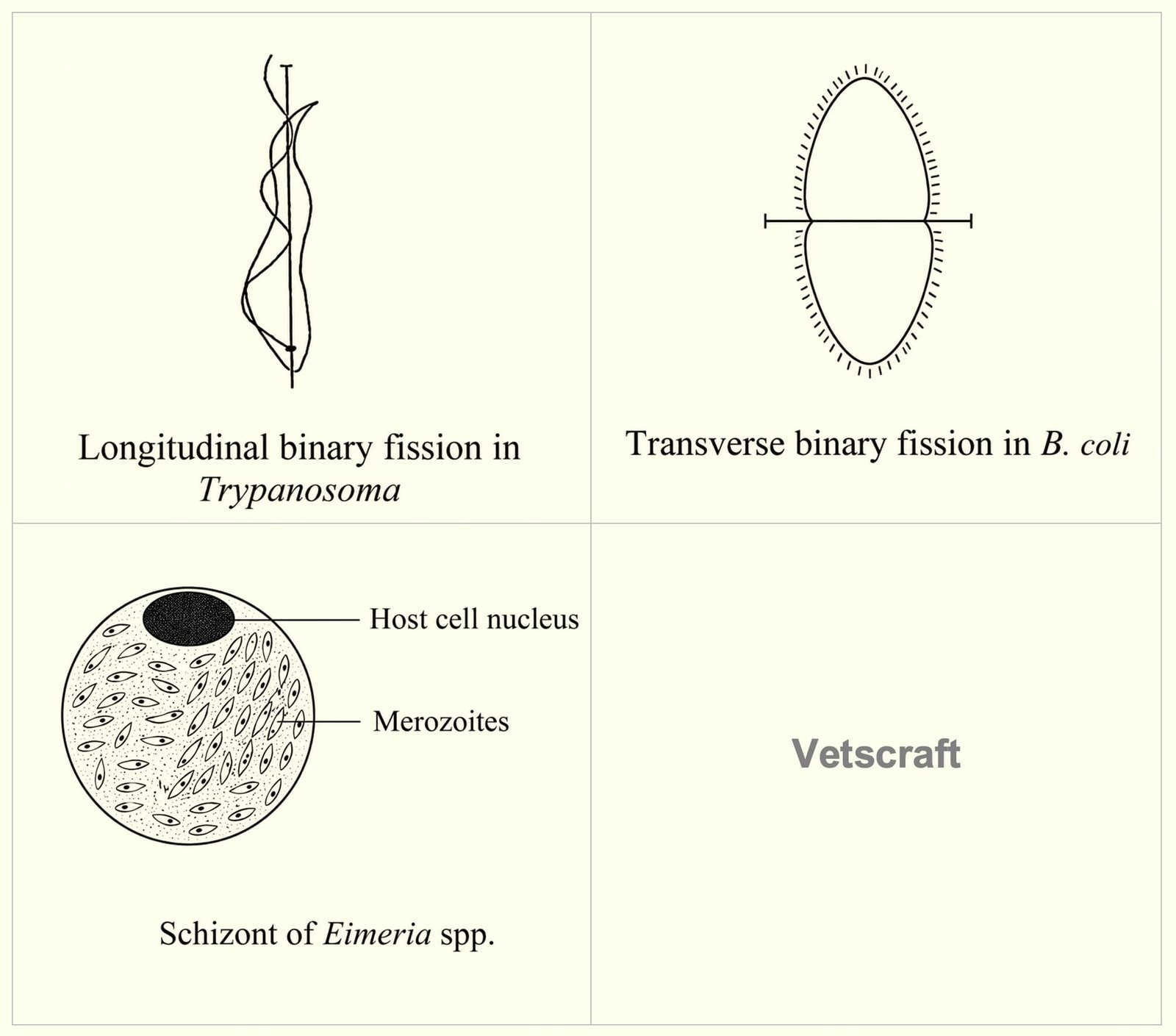 Asexual Reproduction in Protozoa