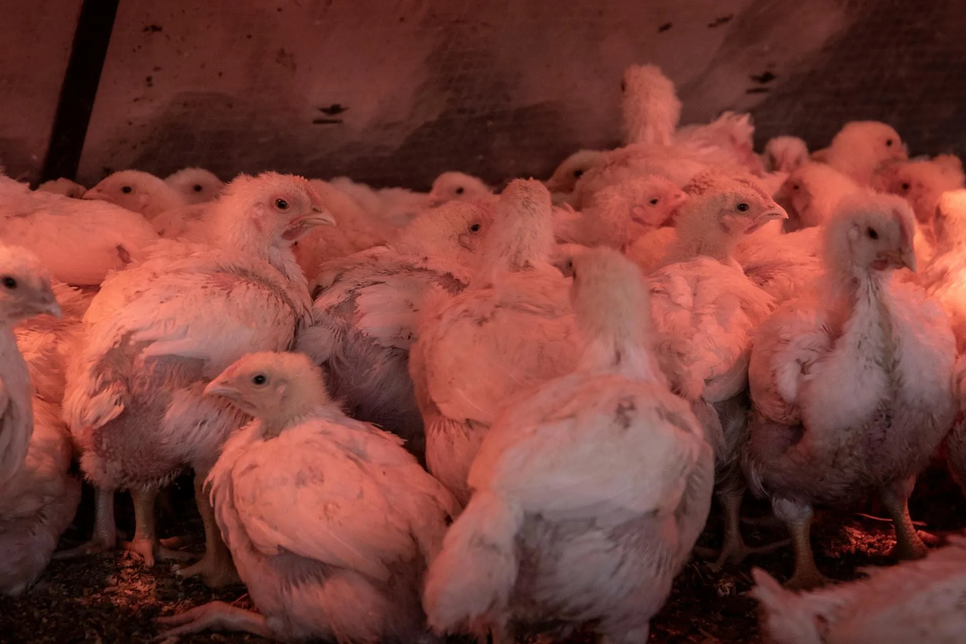 Aspergillosis (Mycotic Pneumonia) in Birds (Animals)