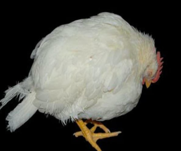 Avian Encephalomyelitis (Epidemic Tremor) in a Bird