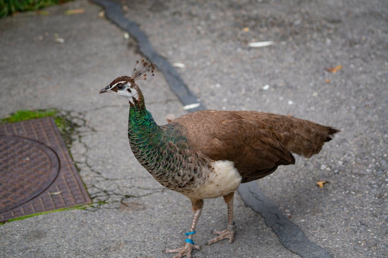 Avian Mycoplasmosis in a Bird