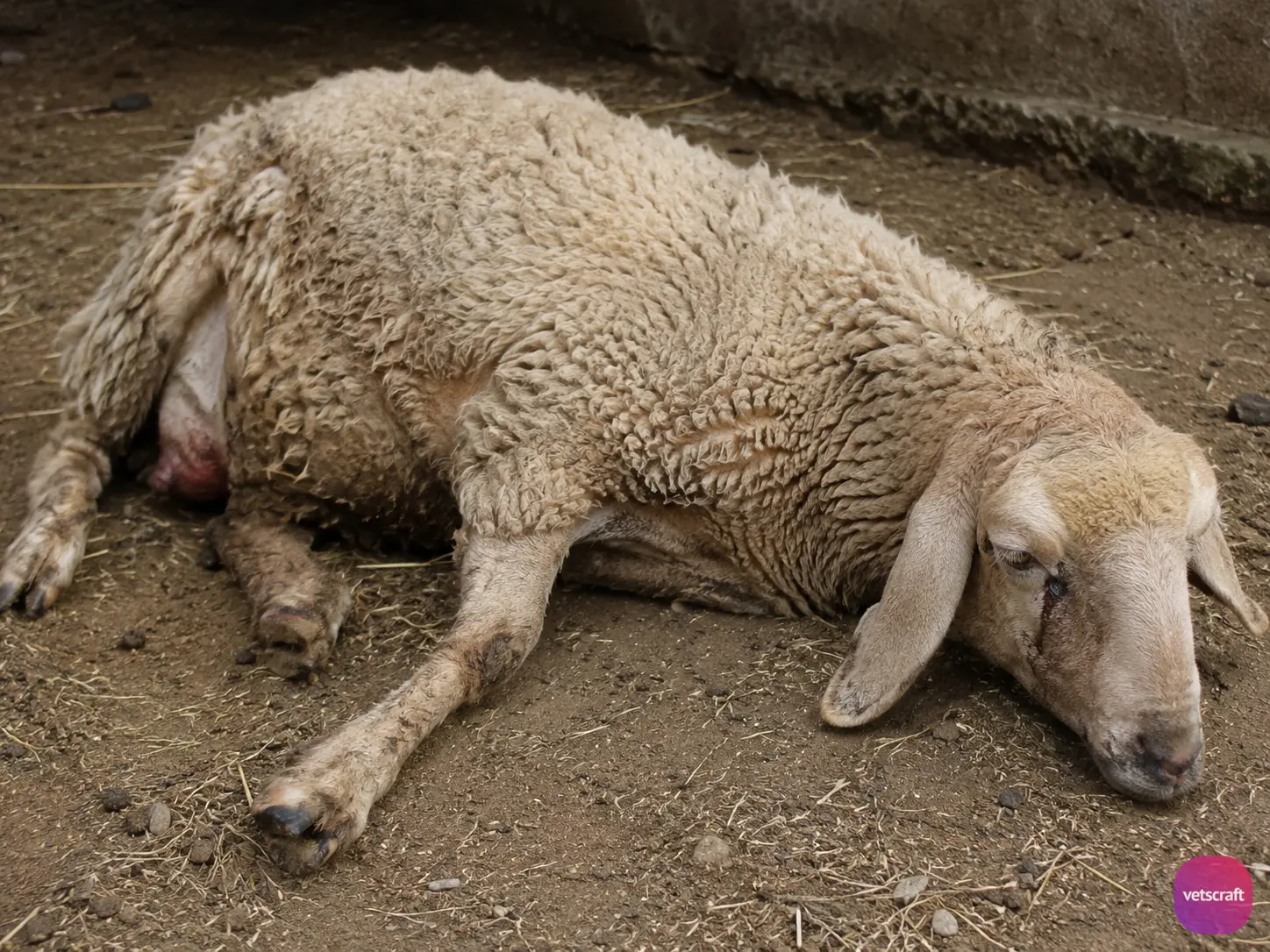 Babesiosis in a Sheep