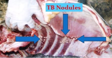 Bacterial Diseases of Wild Animals - TB Nodules