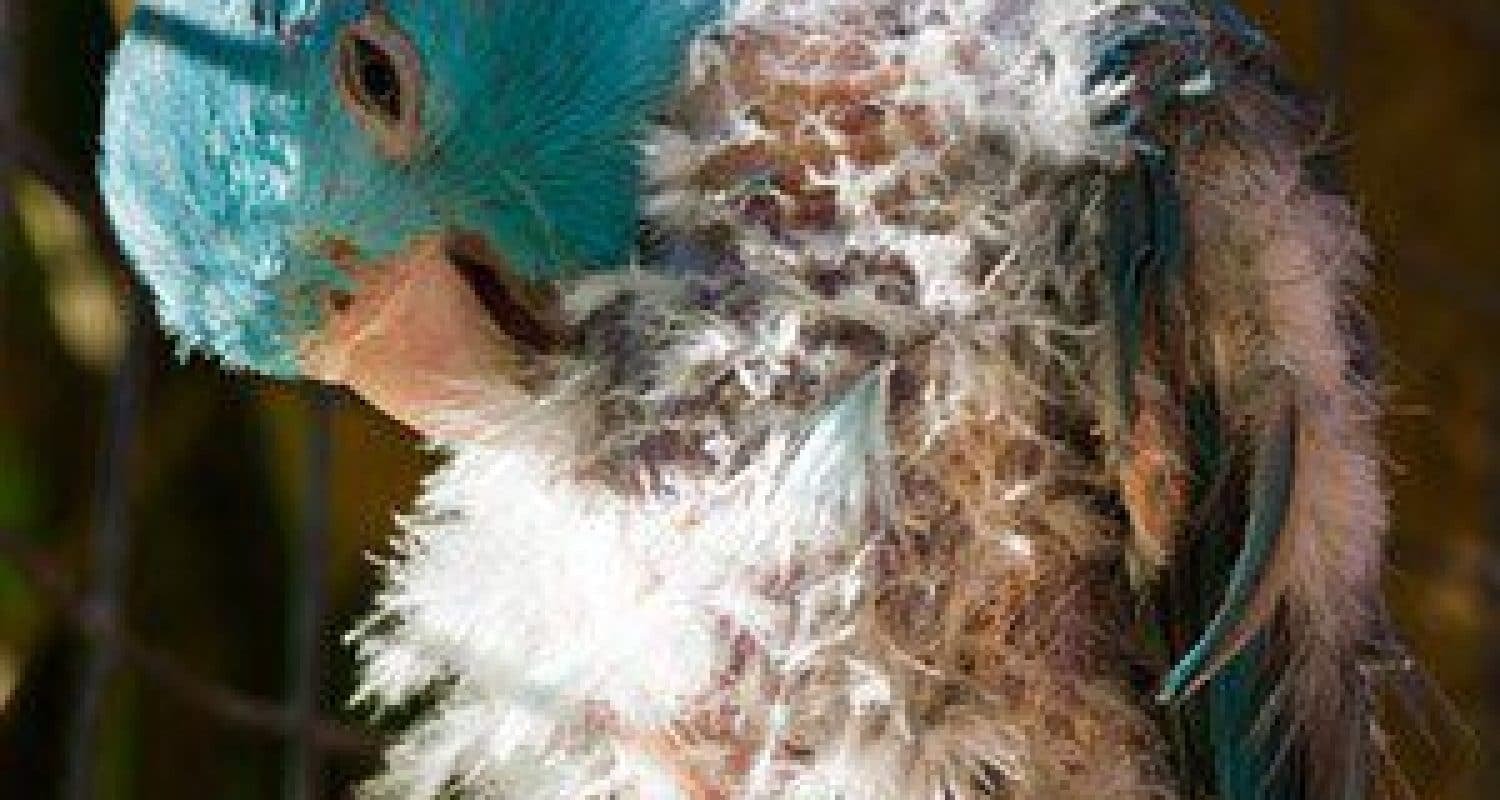 Bacterial Skin Condition of Pet Birds