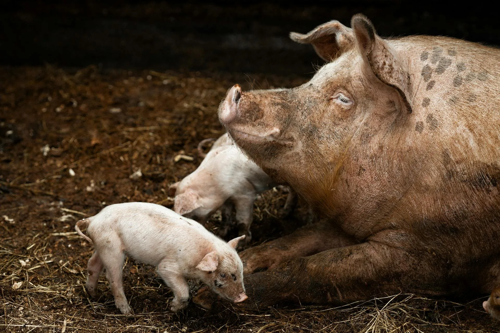 Picture: Biotin (Vitamin H) and Choline Deficiency in a Pig