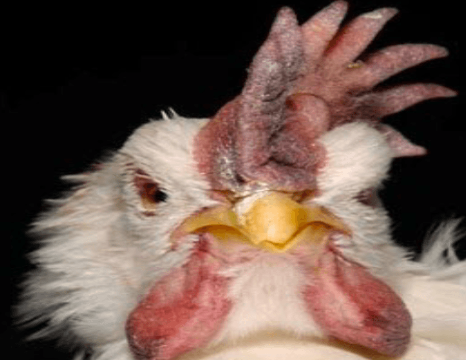 Bird affected with Fowl Pox (Avian Diphtheria)