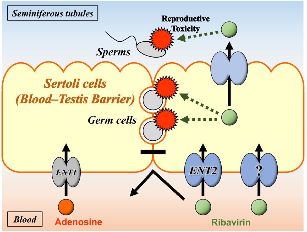 Blood Testis Barrier (BTB) in Animals