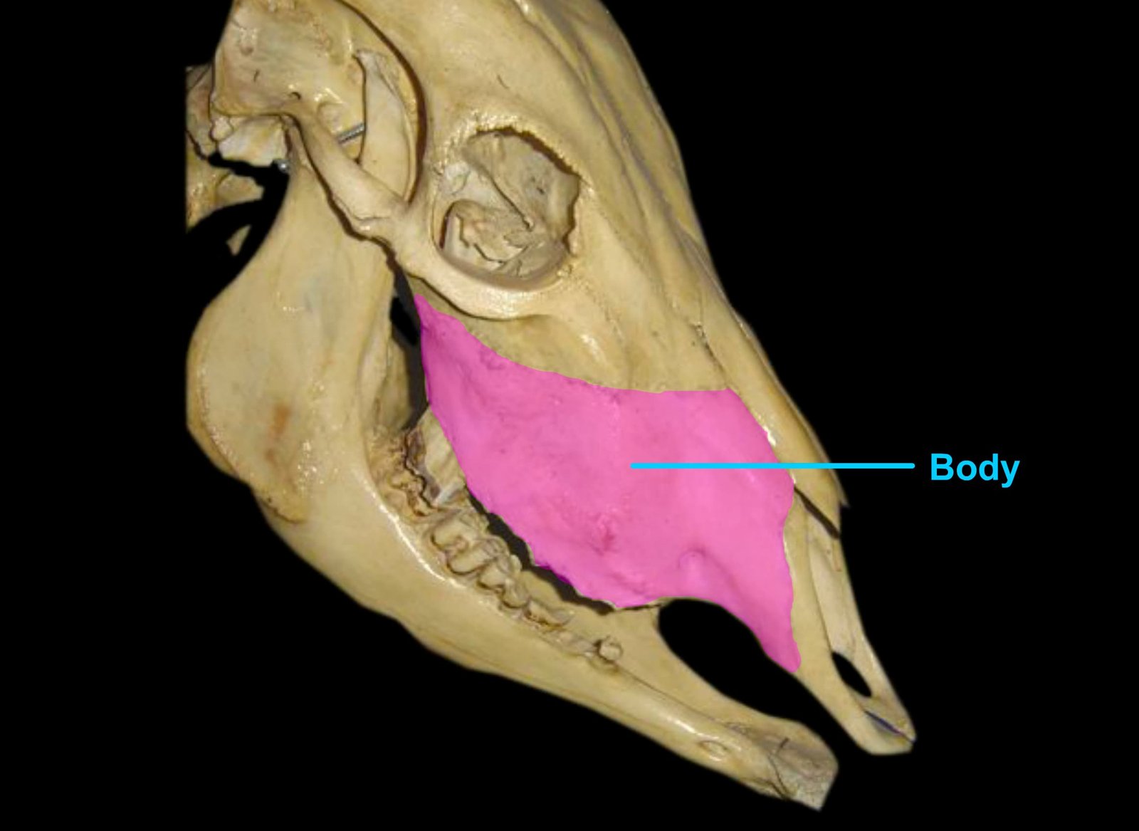 Body of the Maxilla Bone (Lateral View)