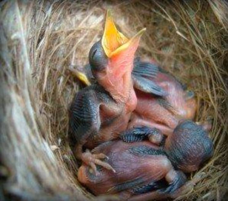 Breeding Management of Pet Birds