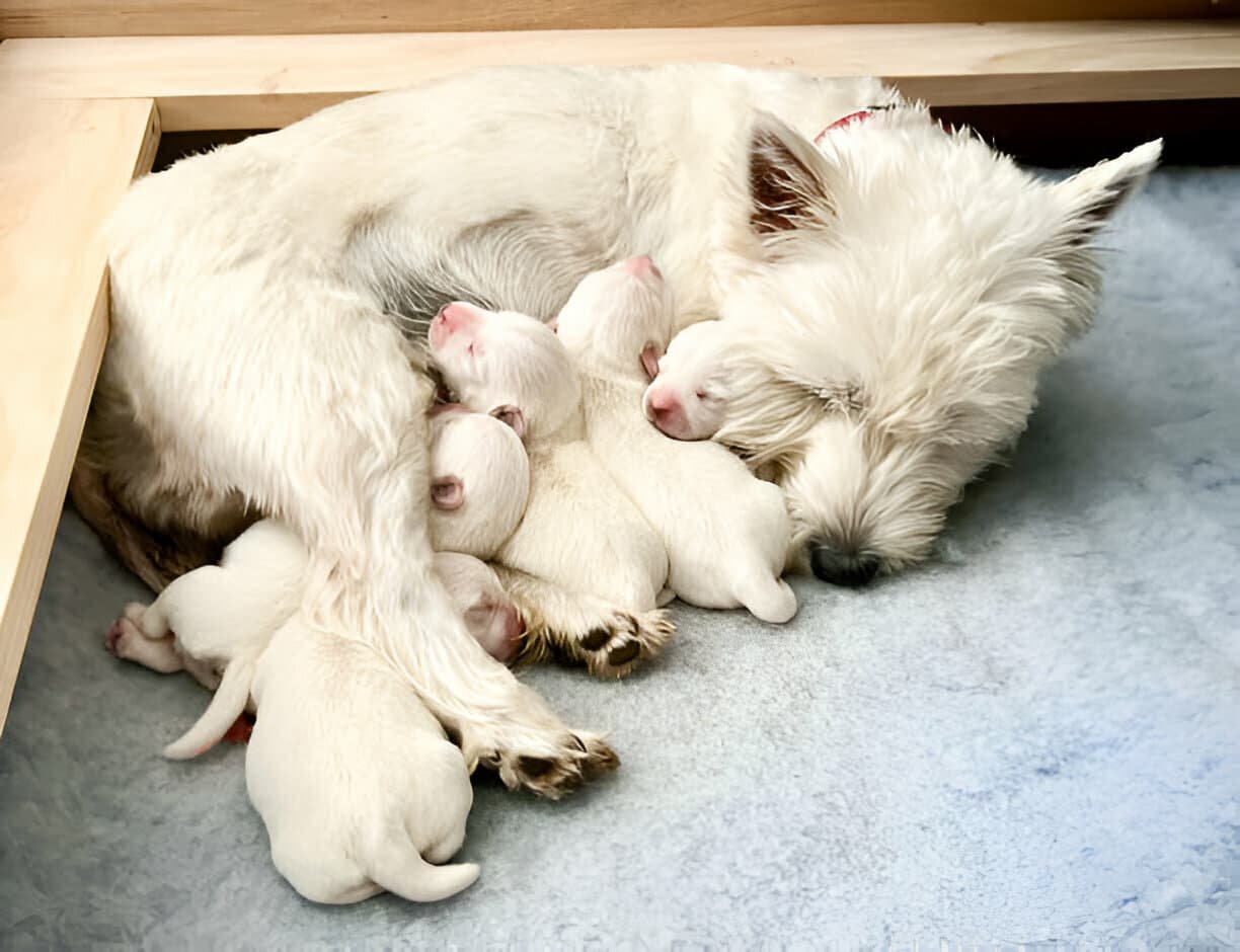 Breeding of the Bitch (Female Dog)