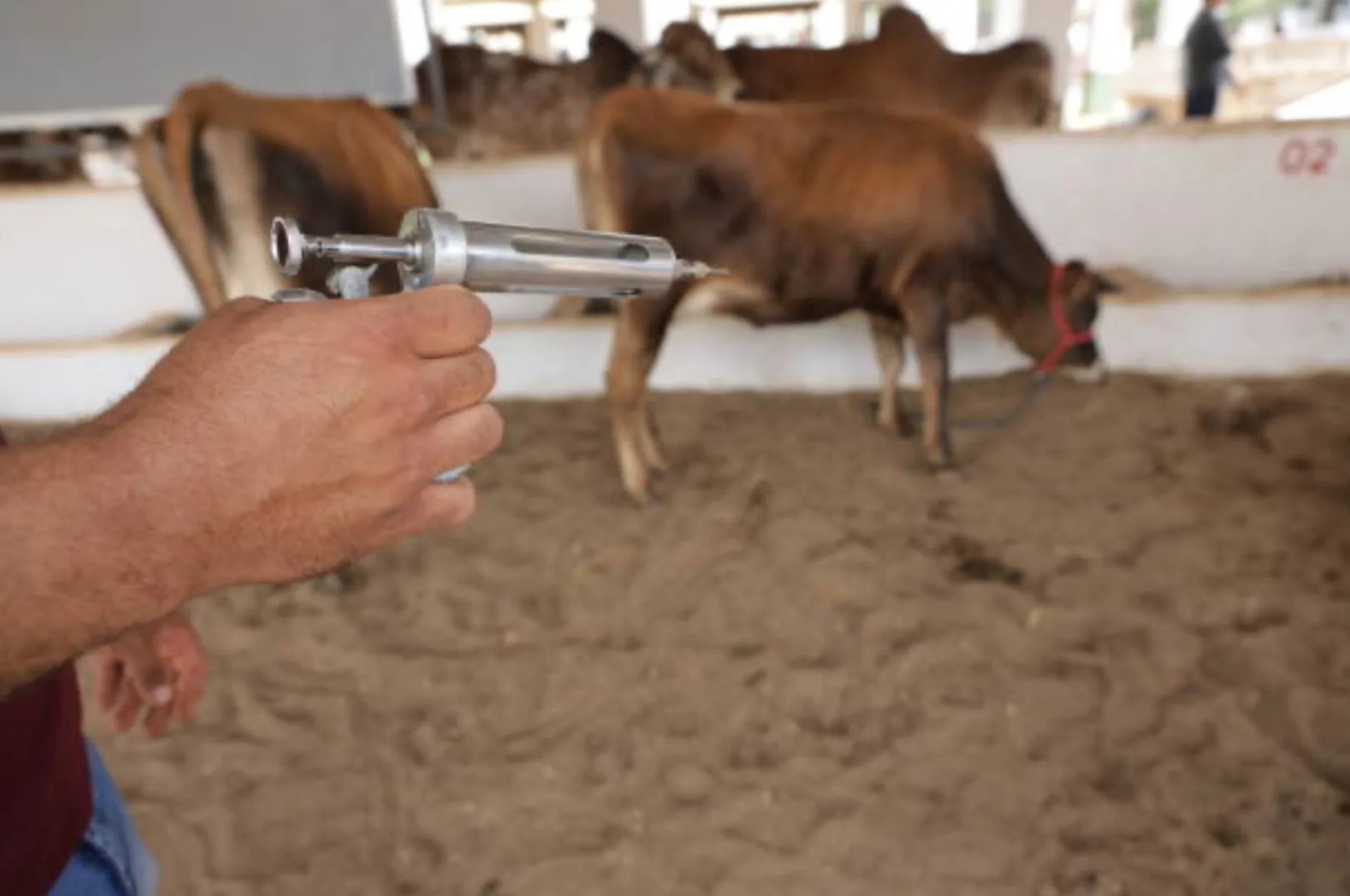 Brucellosis in Cows (Prevention by Vaccination)