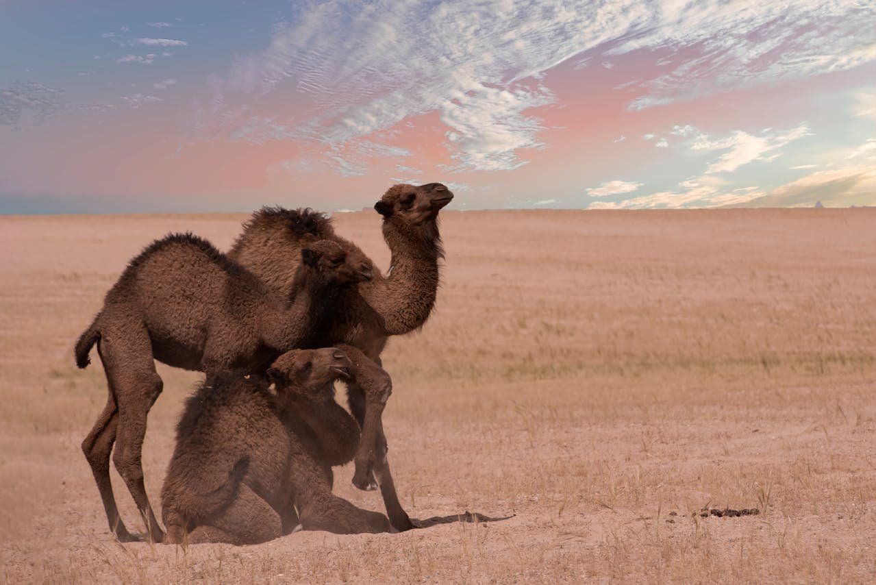 Camelids (Camels)