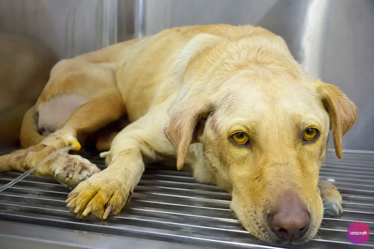 Canine Babesiosis Infection in a Dog