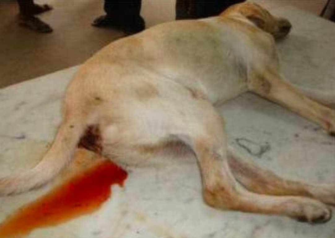 Canine Parvoviral Enteritis (CPV) in a Dog