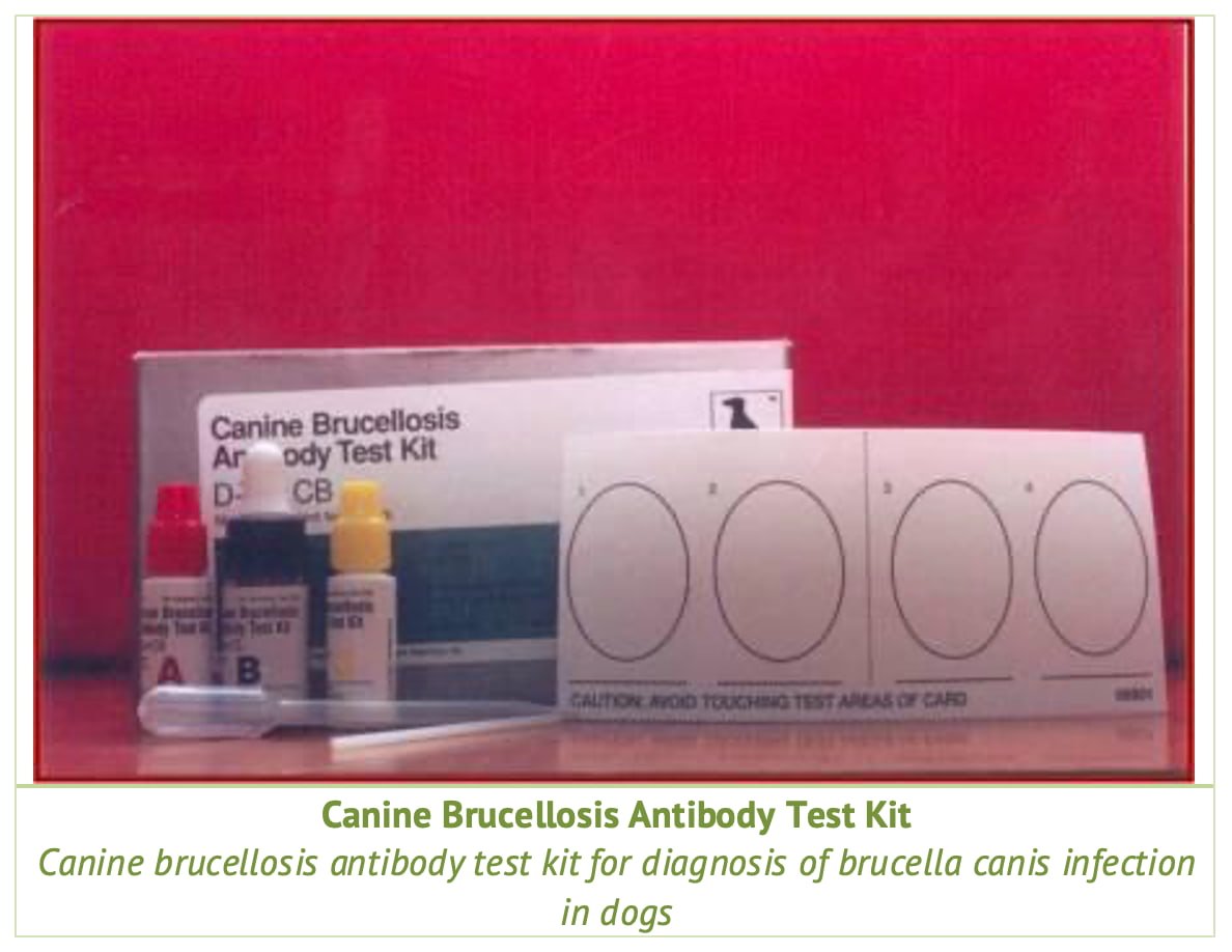 Canine brucellosis antibody test kit for diagnosis of brucella canis infection in dogs