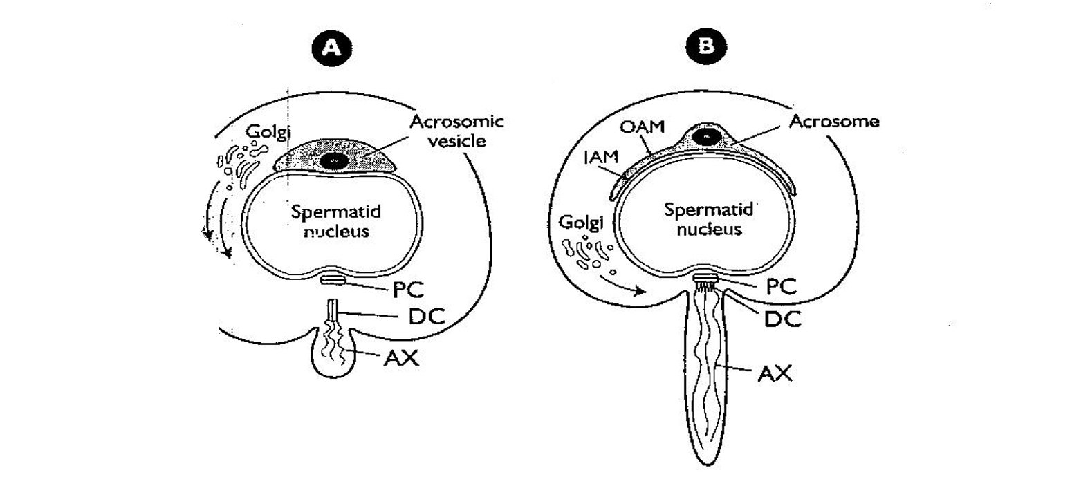 Cap Phase of Spermatogenesis