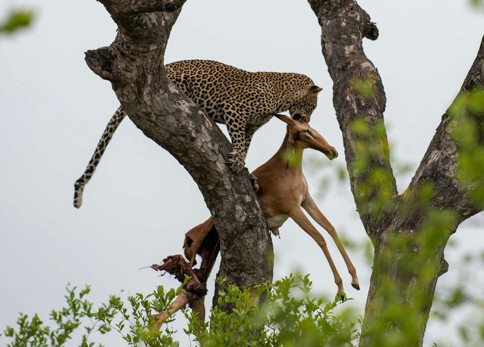 Capture Stress and Myopathy in Wild Animals