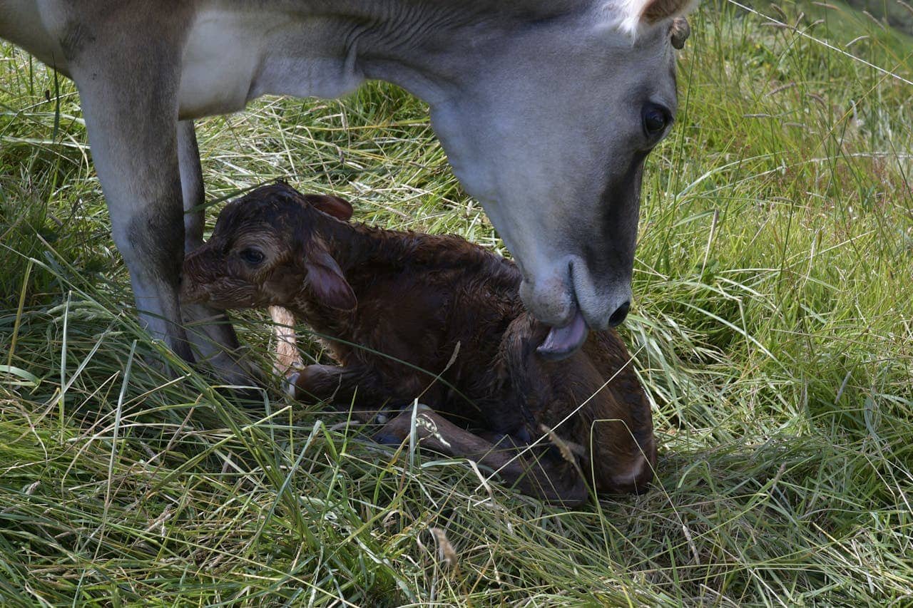 Care of a Newborn Calf