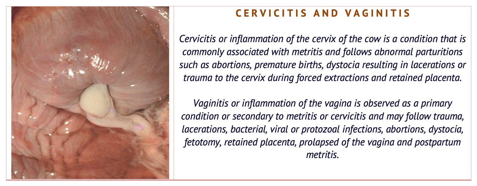 Cervicitis and Vaginitis in Animals