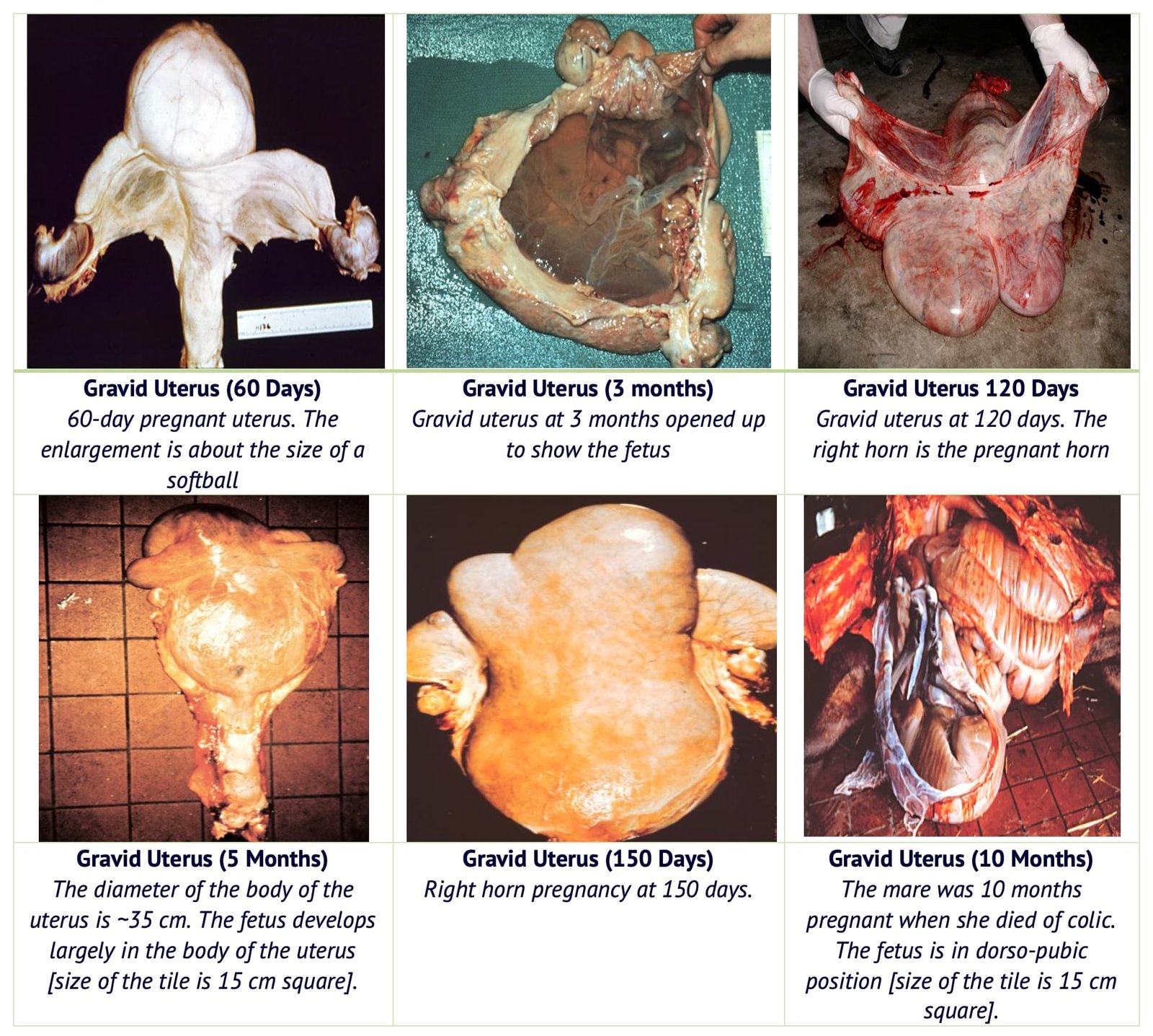 Changes in Gravid Uterus During Different Stages of Pregnancy of Mare