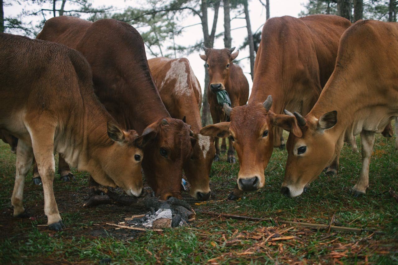 Chlamydiosis or Psittacosis in Animals