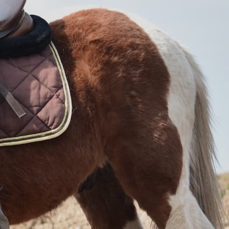 Chondromalacia of the Patella sesamoid bone in a horse