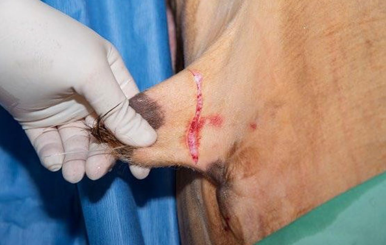 Circumferential Incision 4 cm from the Preputial Orifice