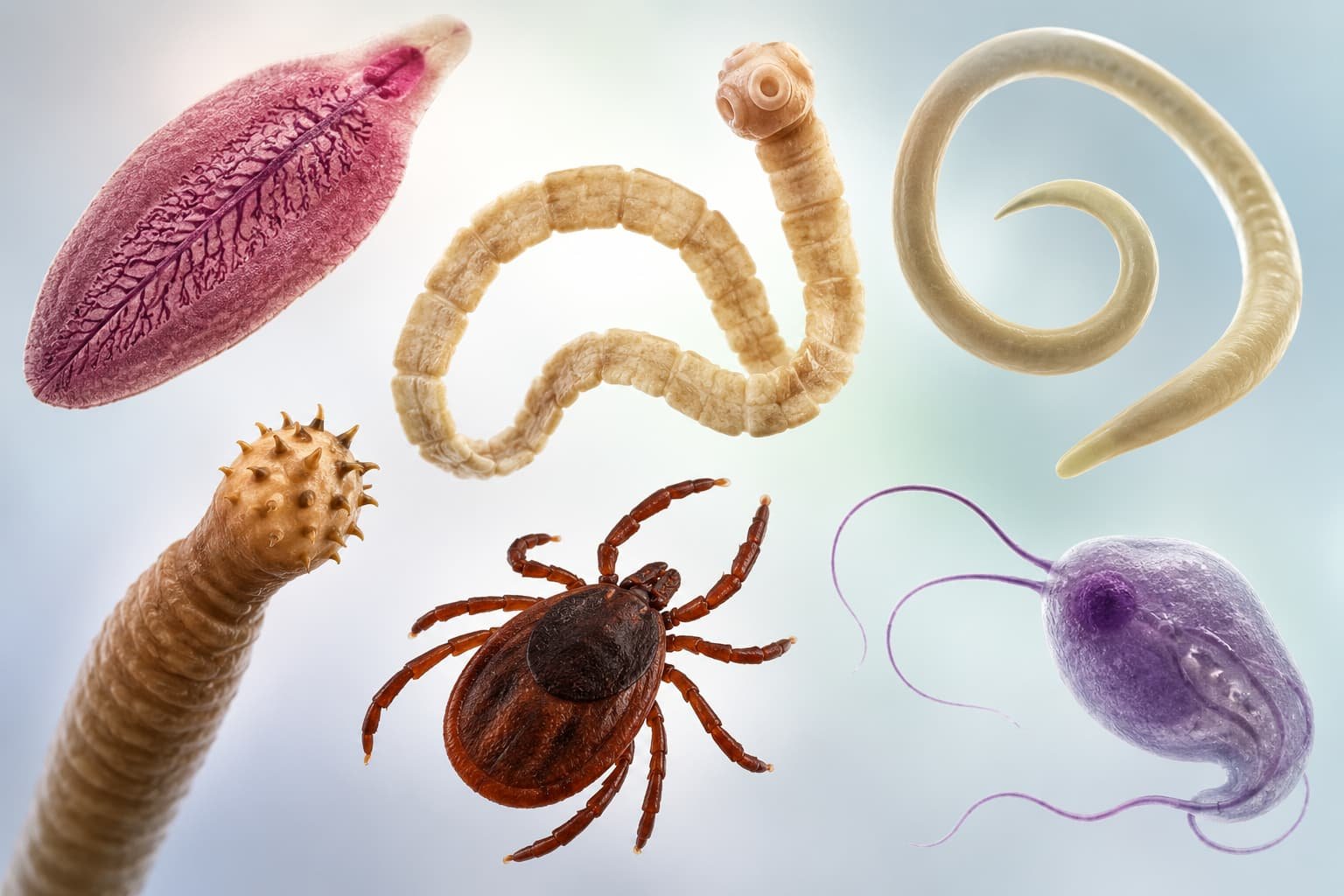 Classification and General Characters of Parasitic Phyla