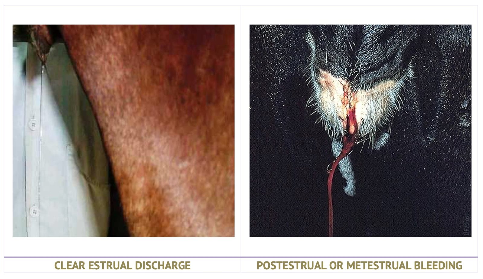 Clear discharge and Proestrus or Metestral Bleeding in Animals