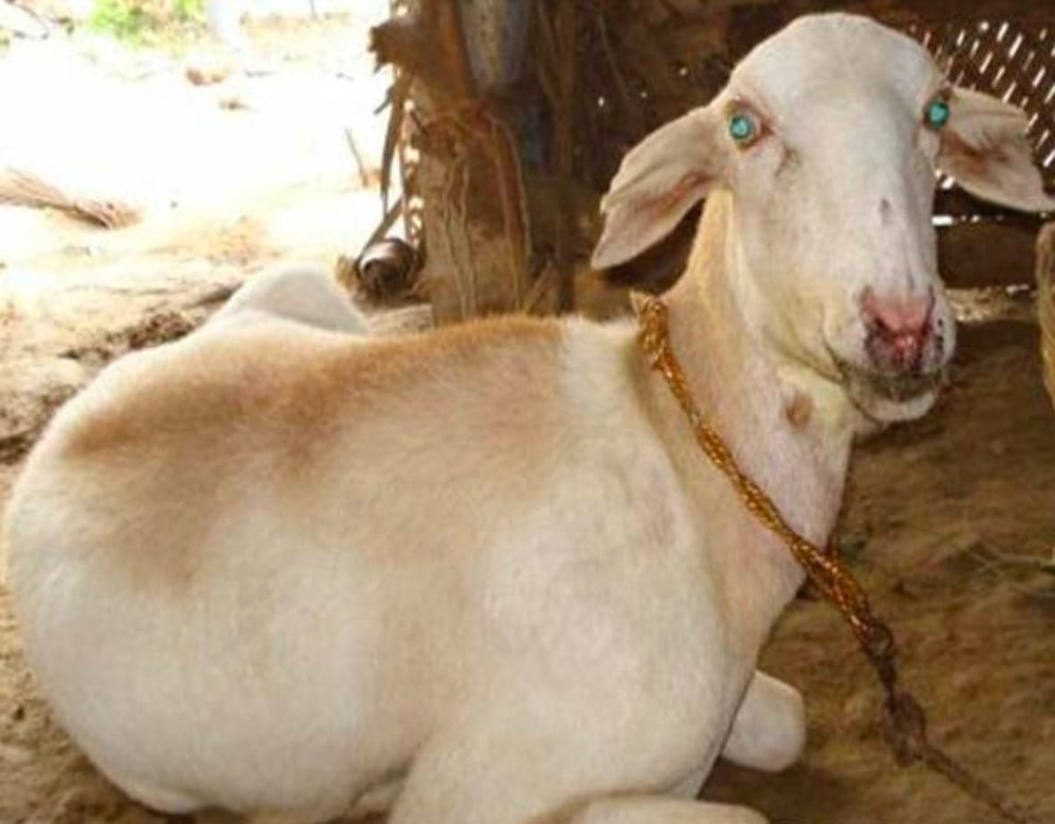 Clinical Signs of Blue Tongue (BT)