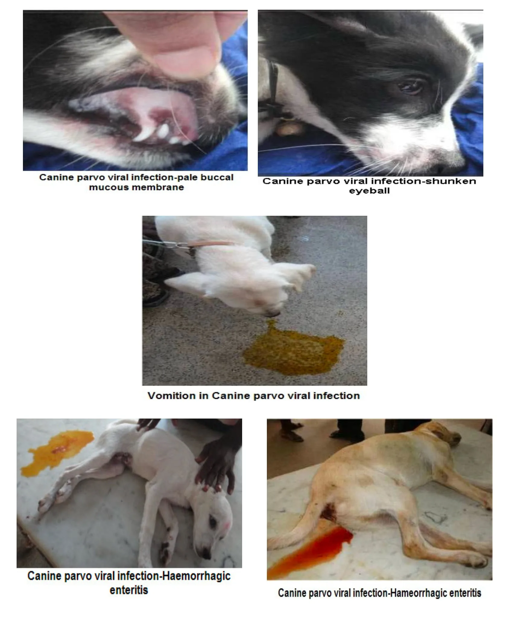 Clinical Signs of Canine Parvoviral Enteritis (CPV)