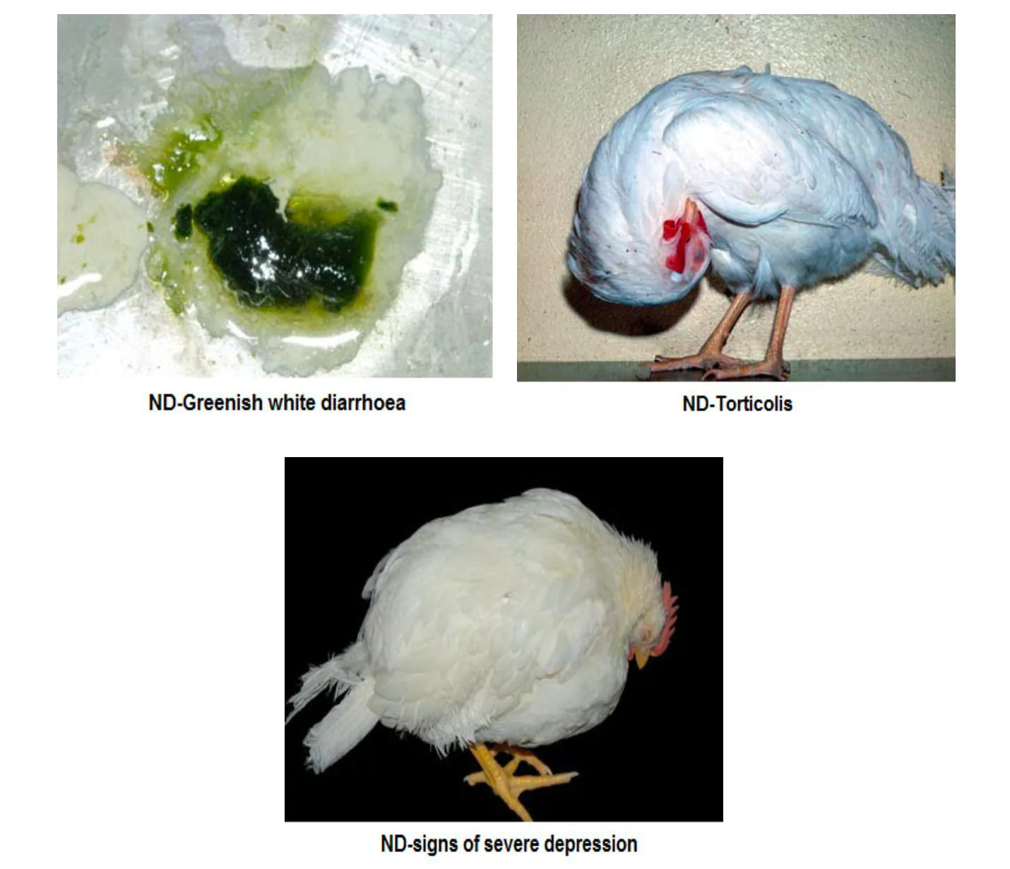 Newcastle Disease (Ranikhet Disease) | Avian Pneumoencephalitis