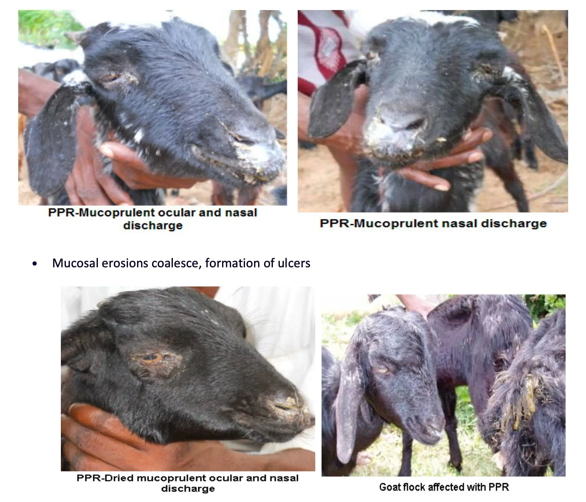 Peste Des Petits Ruminants (PPR) | Goat Plague | KATA