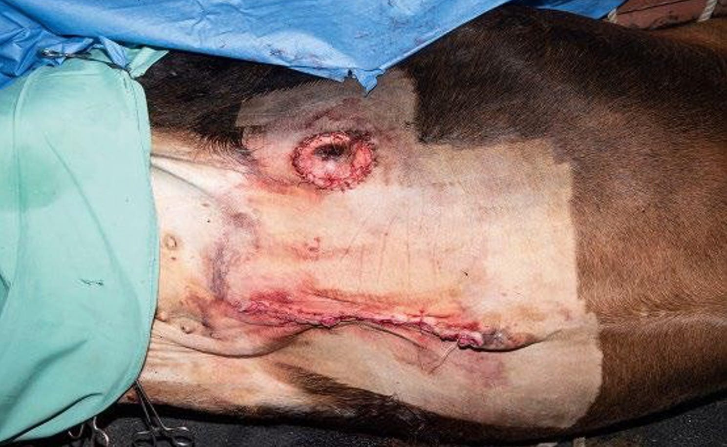Closure of new preputial orifice with interrupted sutures and ventral midline with Ford interlocking pattern