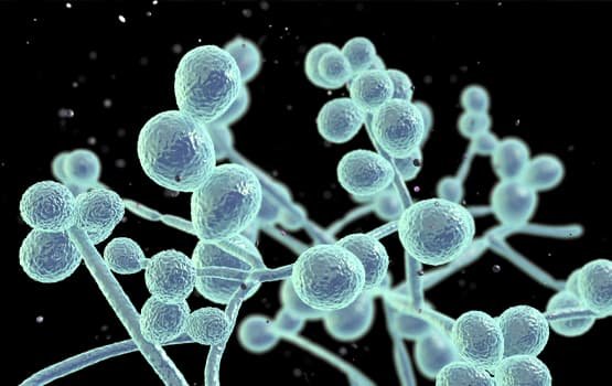 Coccidioidomycosis (Valley Fever) Disease in Animals