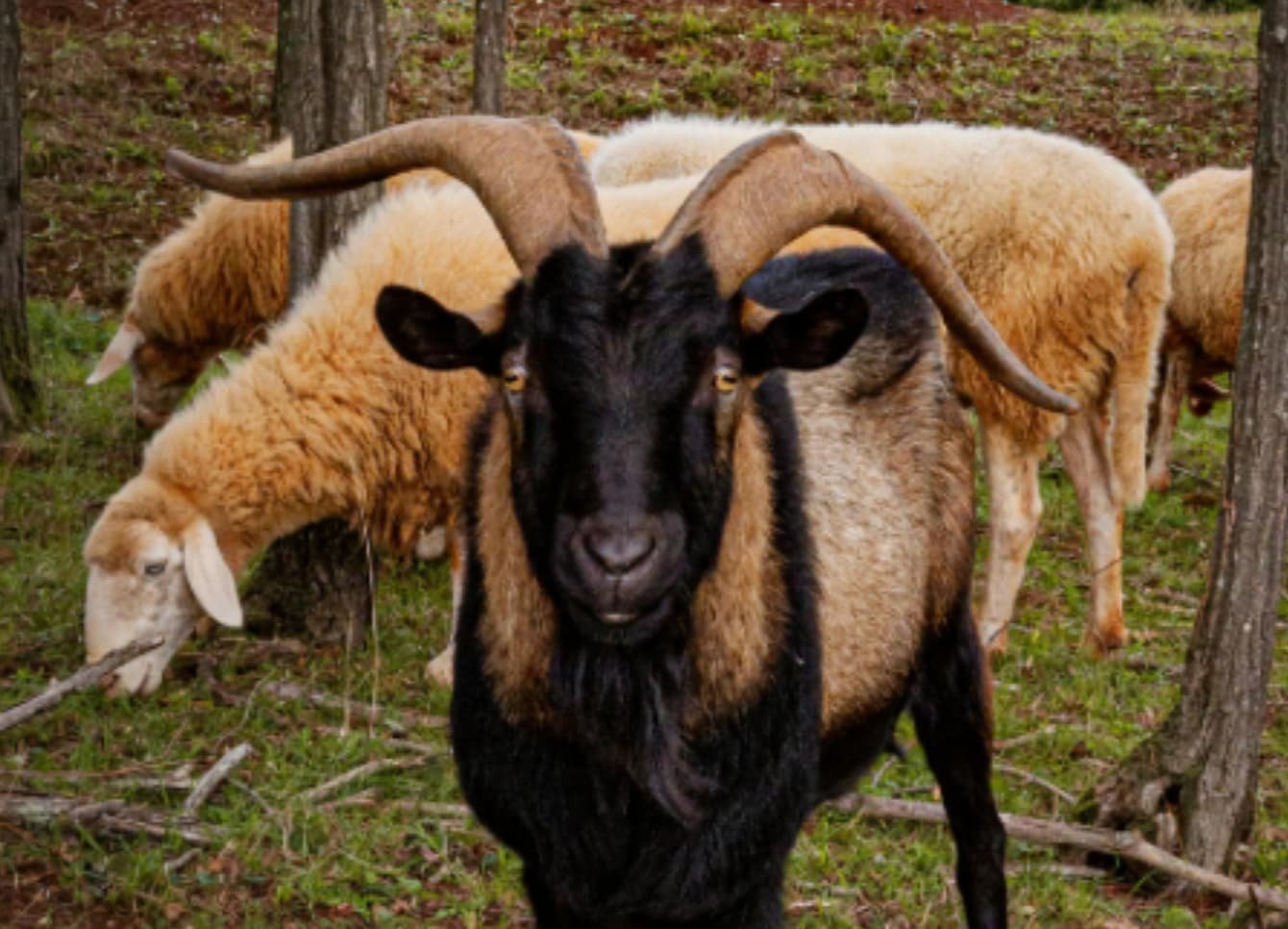 Coccidiosis in Sheep and Goat