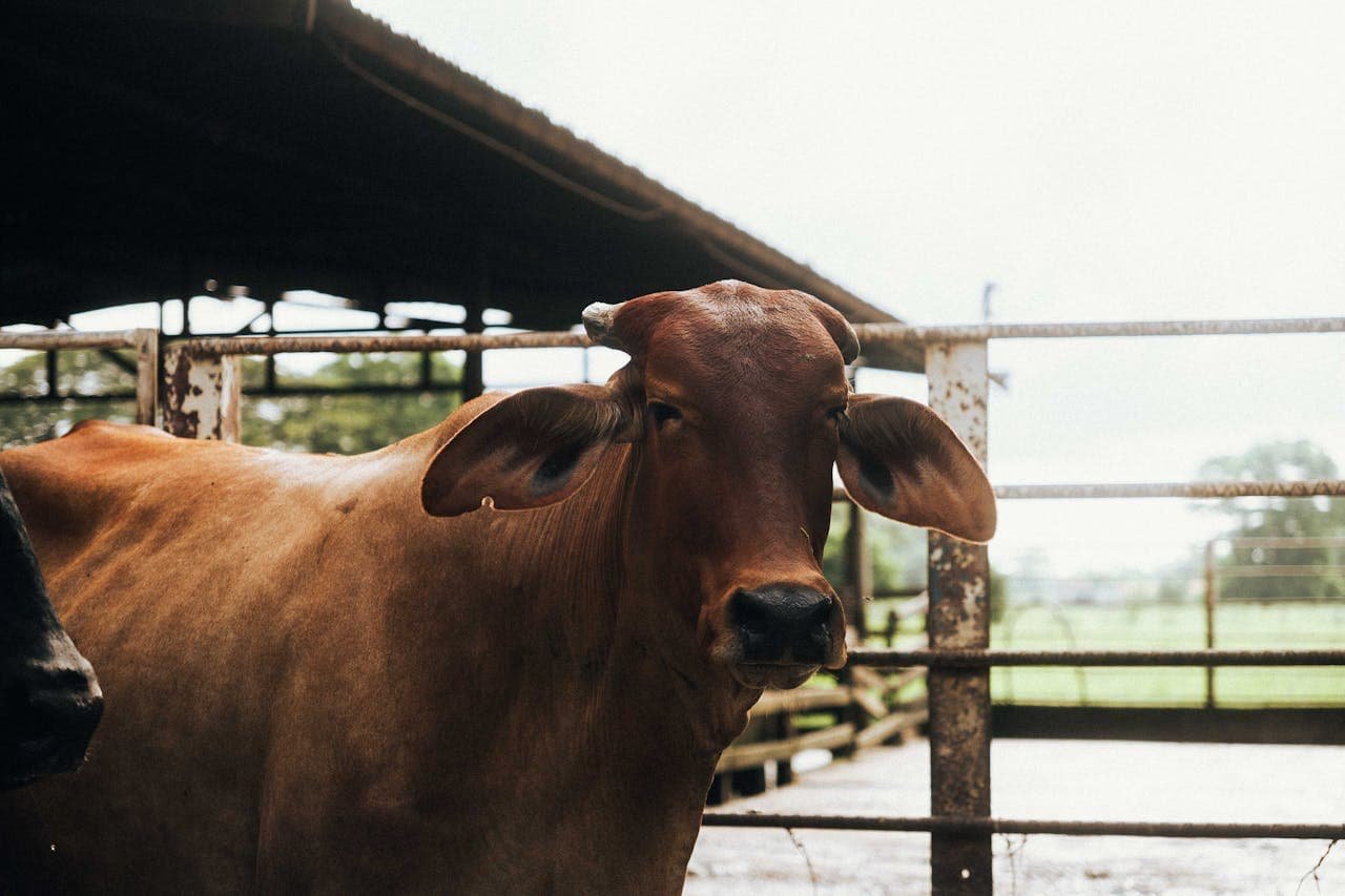 Coccidiosis in a Cattle