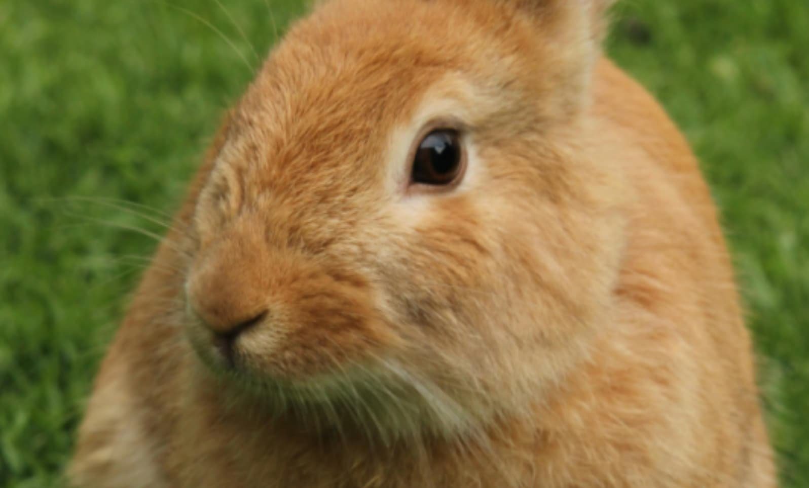Coccidiosis in a Rabbit