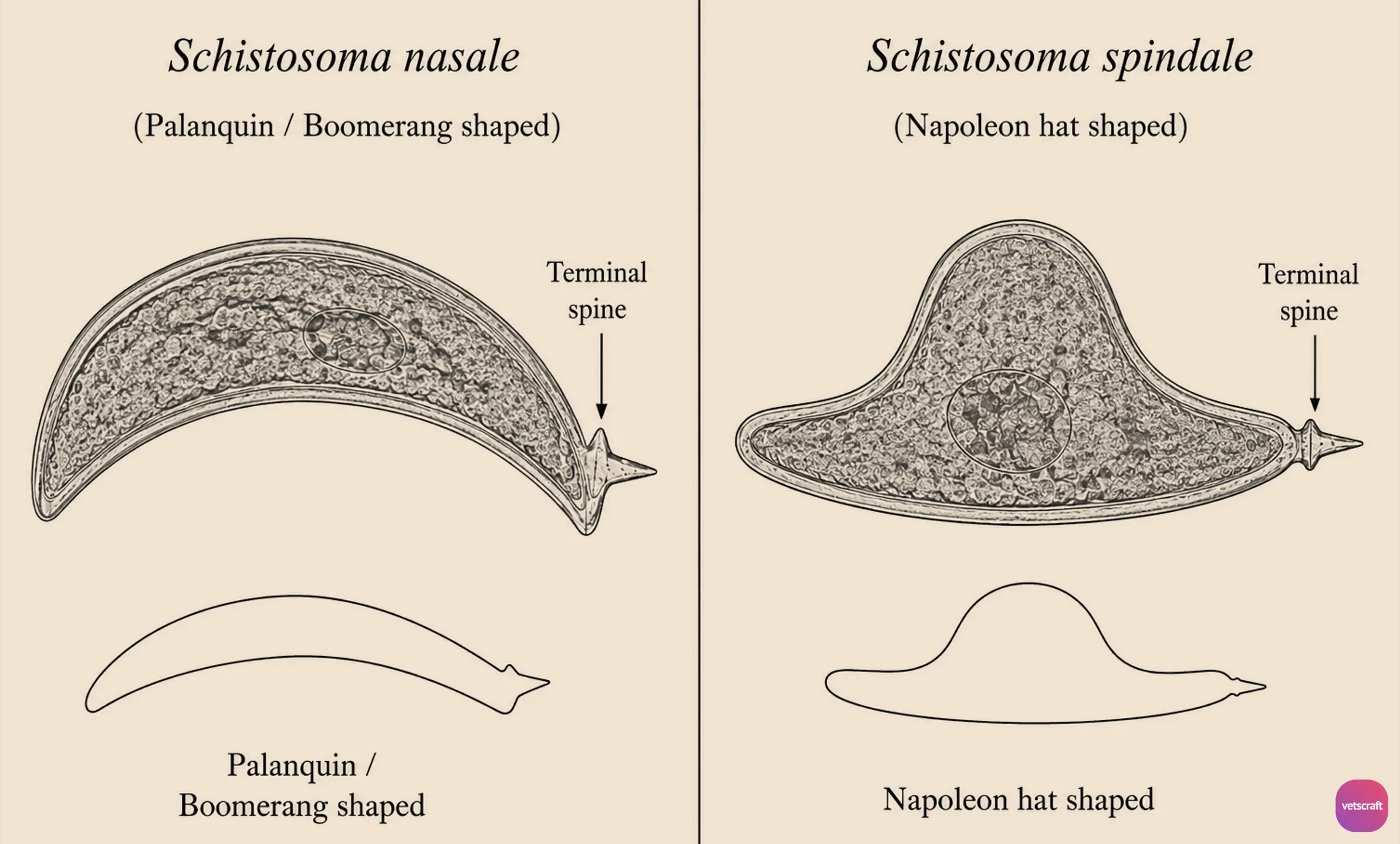 Comparative Egg Morphology of Schistosoma nasale and Schistosoma spindale