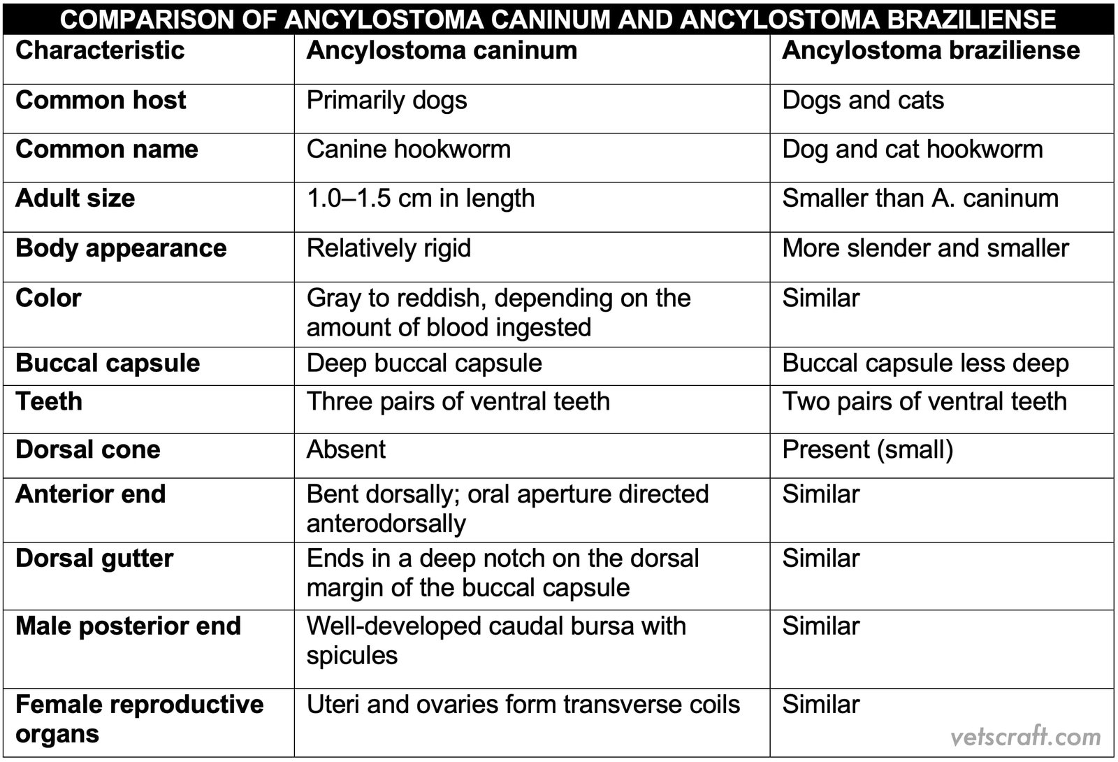 Comparison of Ancylostoma Caninum and Ancylostoma Braziliense