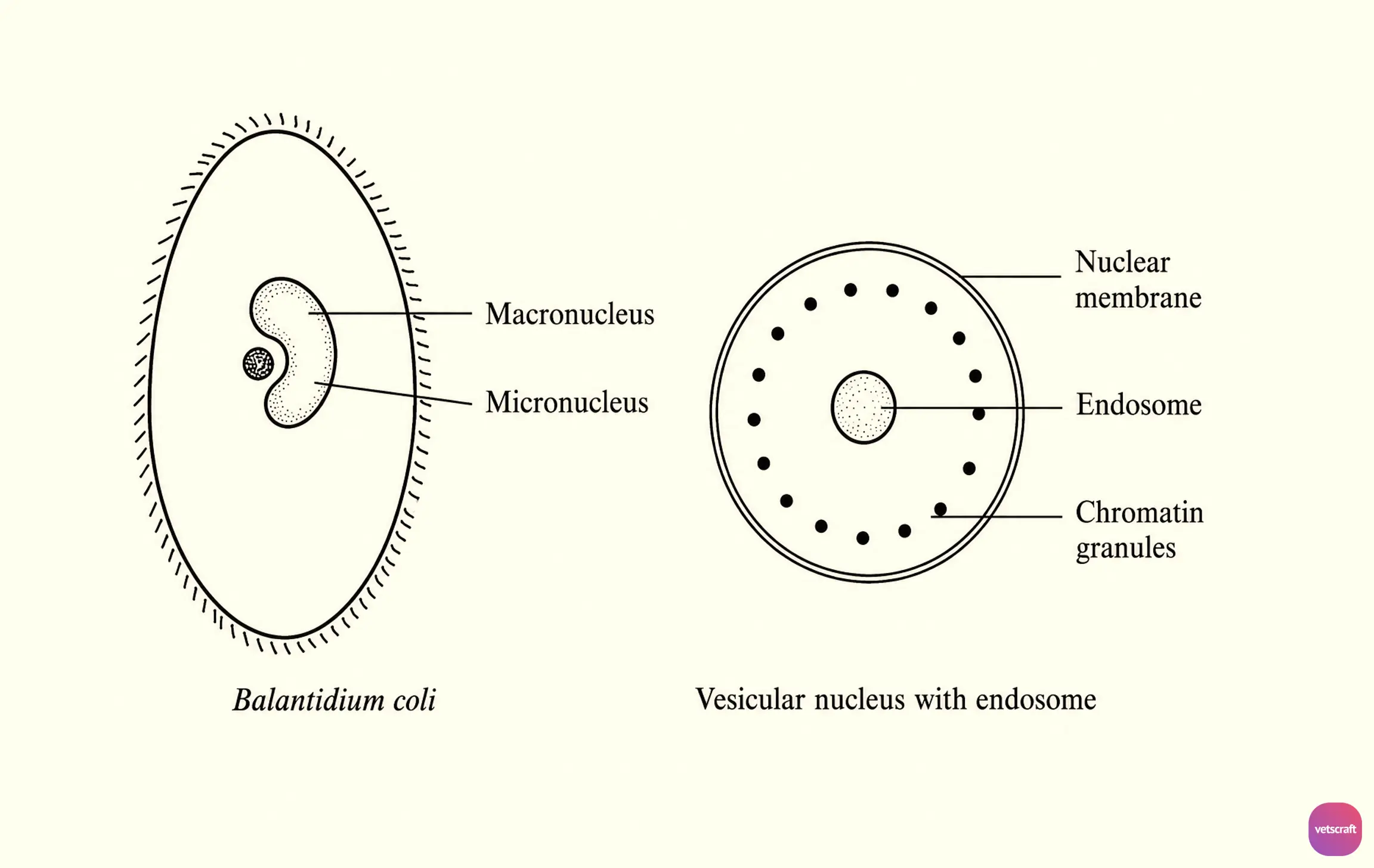 Comparison of Compact and Vesicular Nuclei in Protozoa