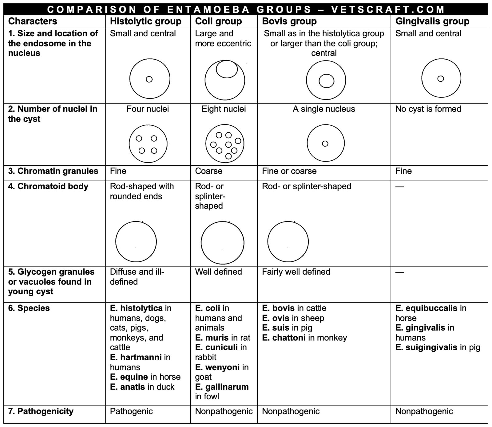 Comparison of Entamoeba Groups