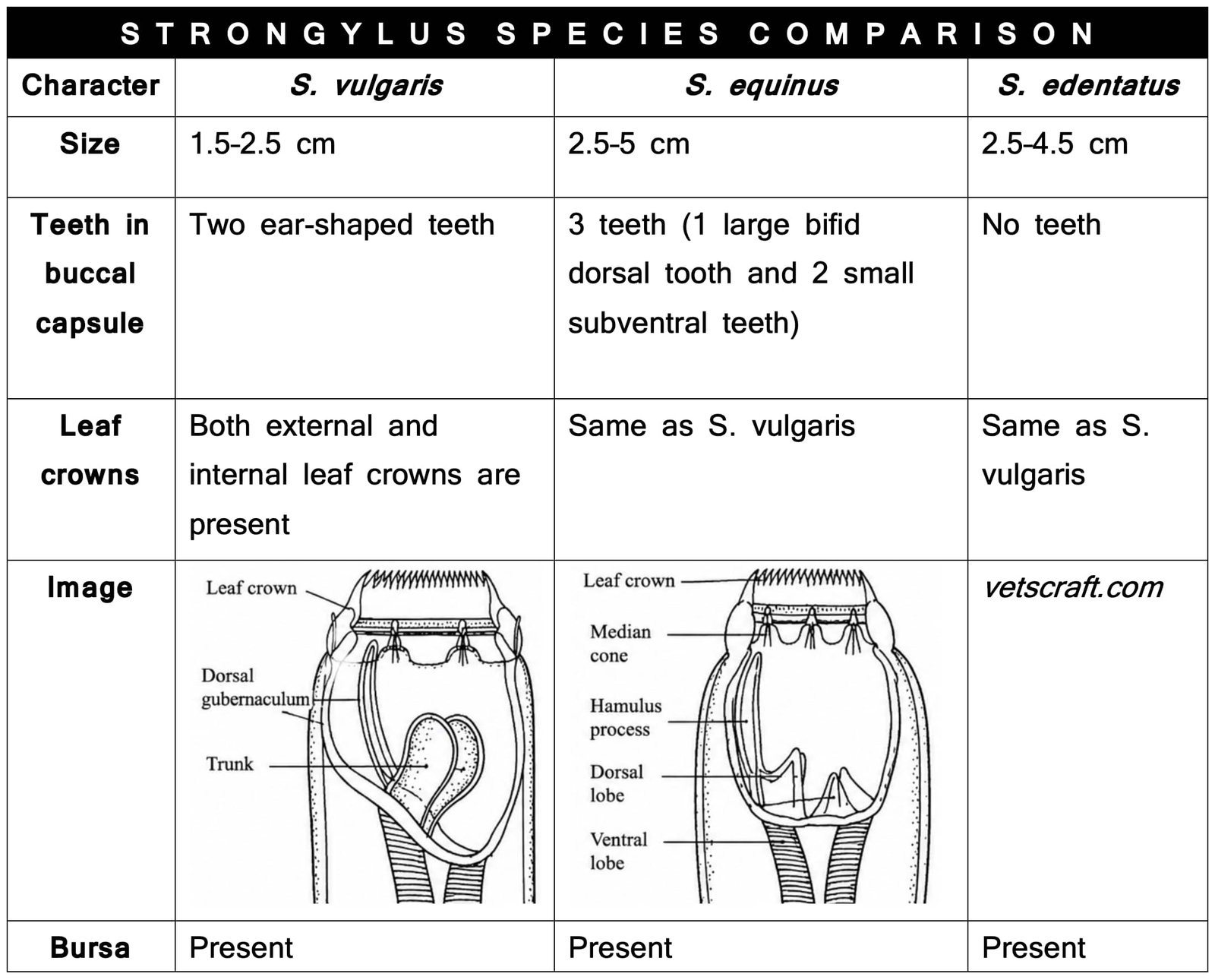 Comparison of Strongylus vulgaris, Strongylus equinus, and Strongylus edentatus